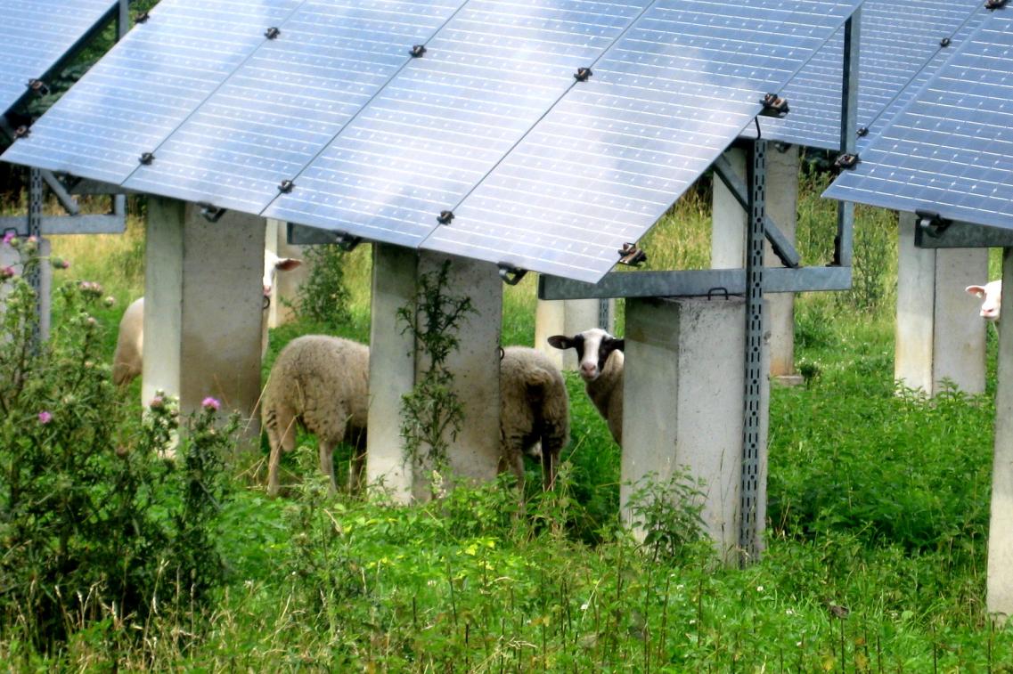 Solaranlagen Schafe