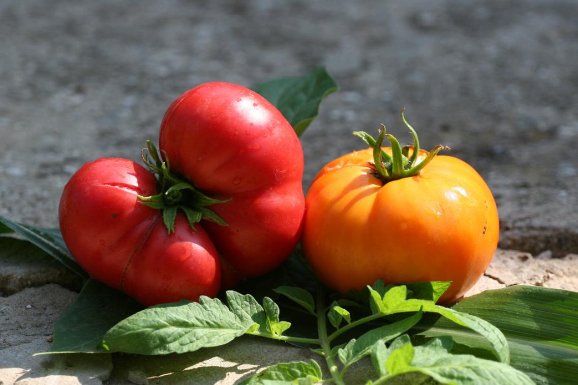 Bild zur Pressemitteilung: Gemüse, Tomaten_maiakinfo@flickr