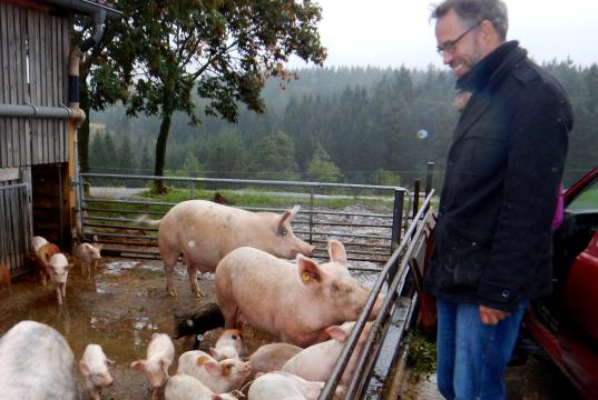 Roberto Kobelt blickt lachend auf einige Schweine, die im Regen herumlaufen