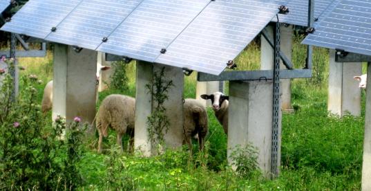 Schafe unter Solaranlage