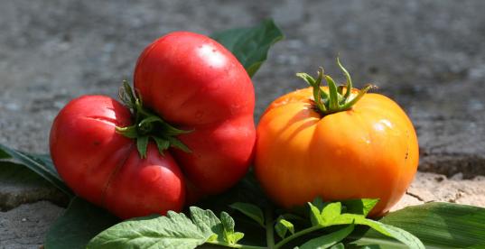 Bild zur Pressemitteilung: Gemüse, Tomaten_maiakinfo@flickr