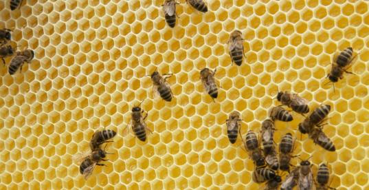Bild zur Pressemitteilung: Honig-Bienen_blumenbiene@flickr