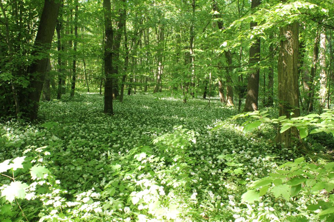 Hainich - Wald