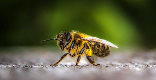Biene auf Holz